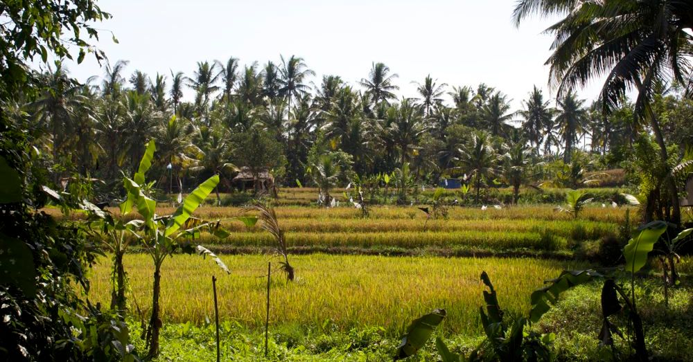 Rice Paddy