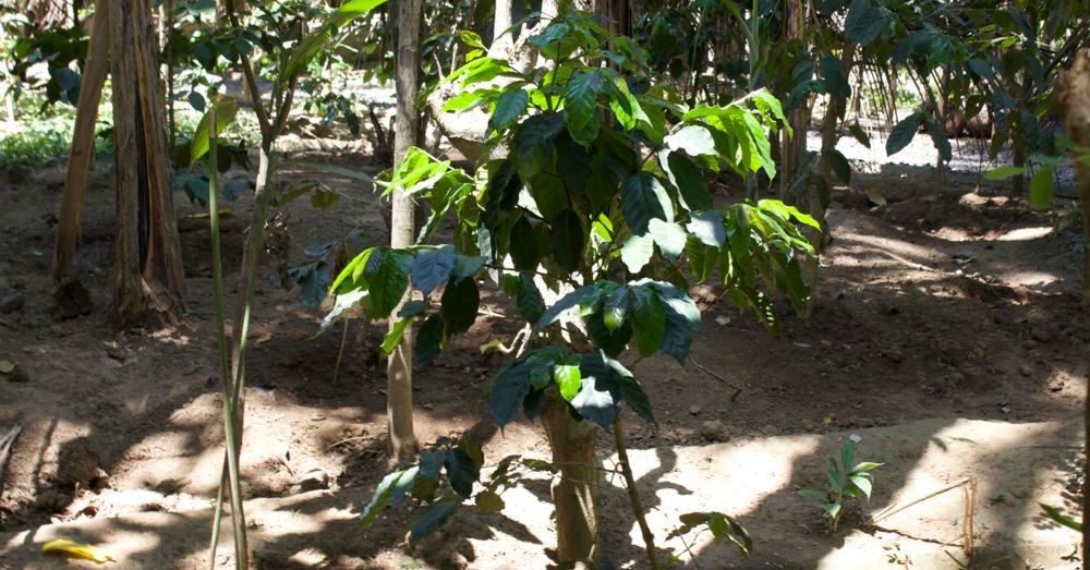 Coffee Plant