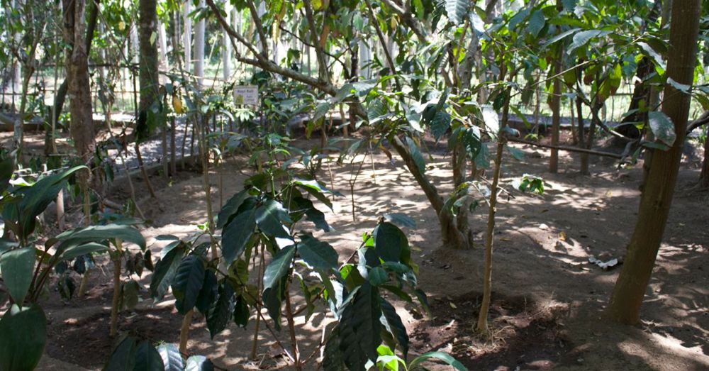 Balinese Coffee Plantation