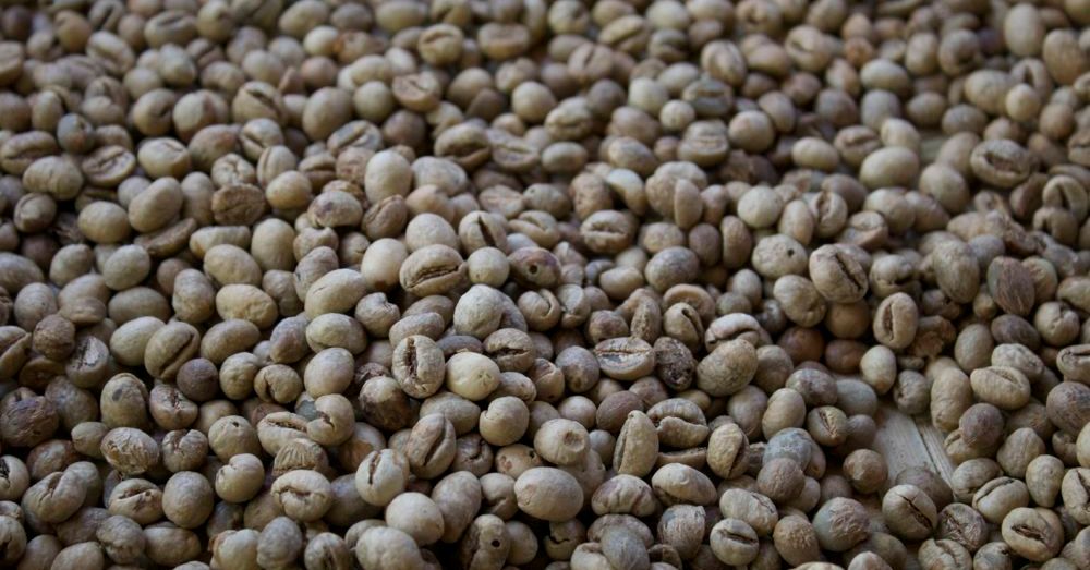 Kopi Luwak
