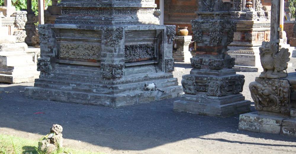 Temple Cat