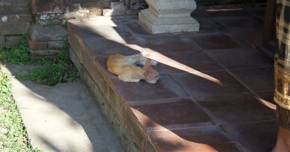 Temple Cat