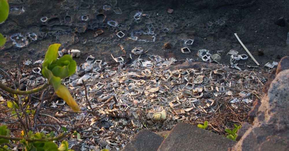 Discarded canang sari.