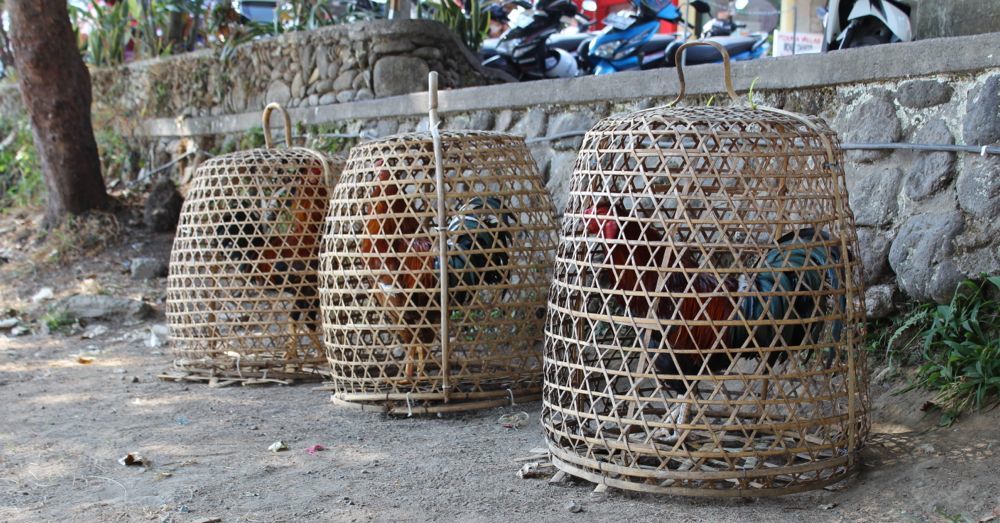 Roosters in baskets.