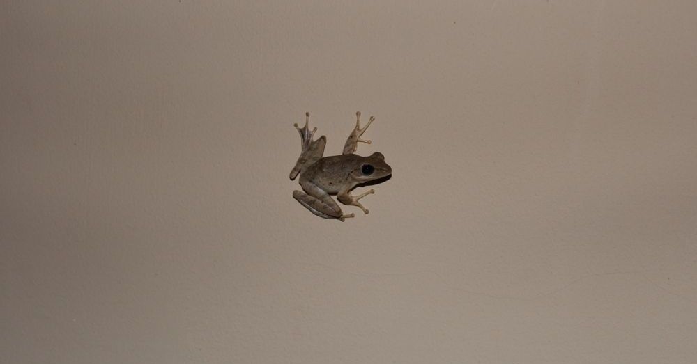 Frog on the wall.