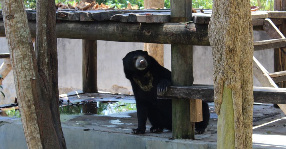 Sun bear at the chocolate factory.