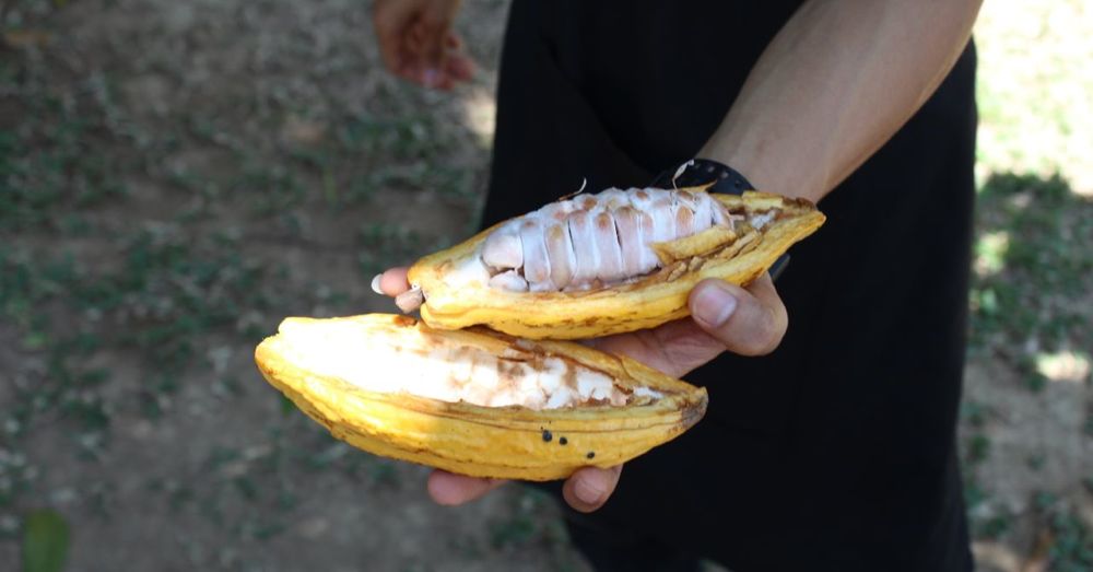 Inside the cacao pod