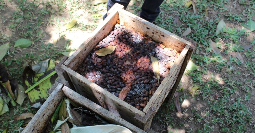 Fermenting cacao beans.