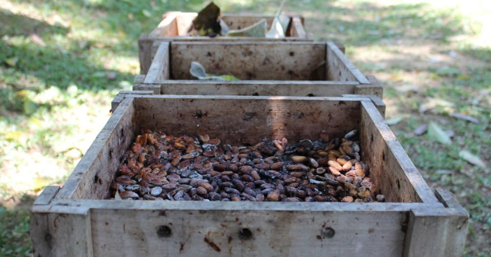 Fermenting cacao beans