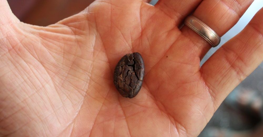 Cacao bean, ready for grinding.