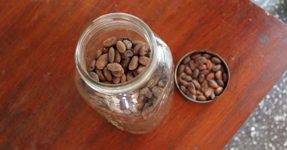 Cacao beans, dried.