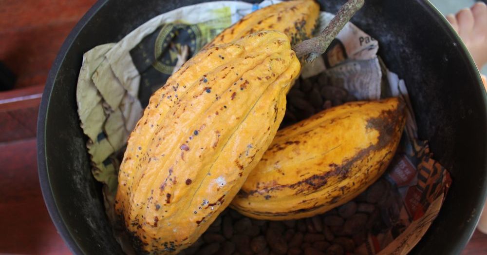 Cacao pod