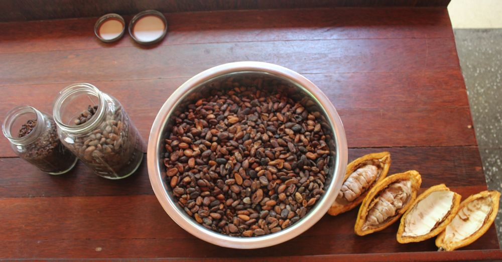 The stages of chocolate-making.