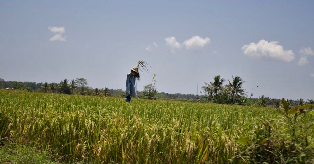 Rice paddy scarecrow