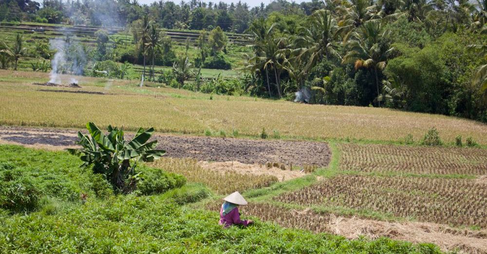 Rice paddies, fire.