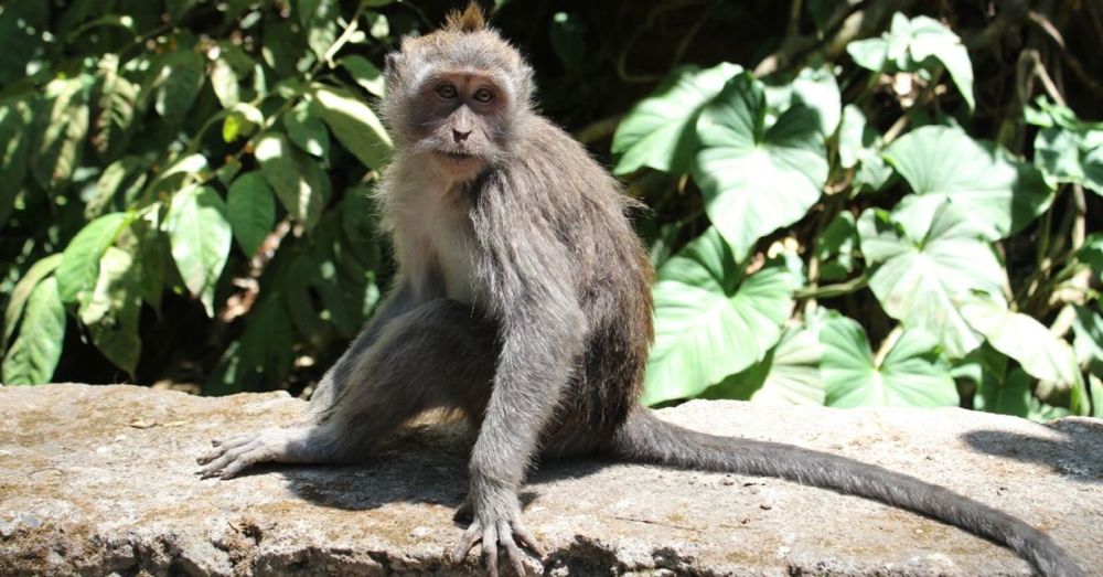 Monkey