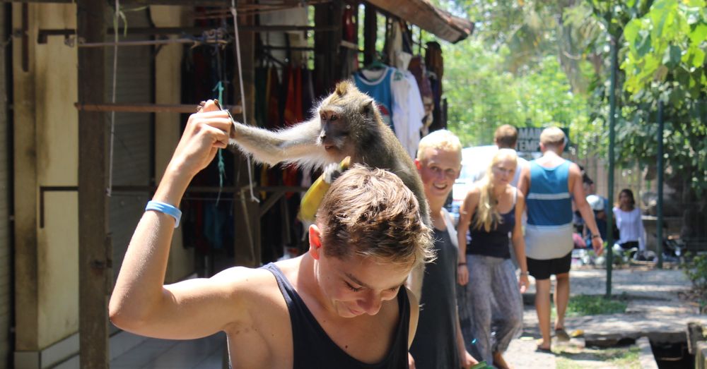 Monkeys will take your stuff.