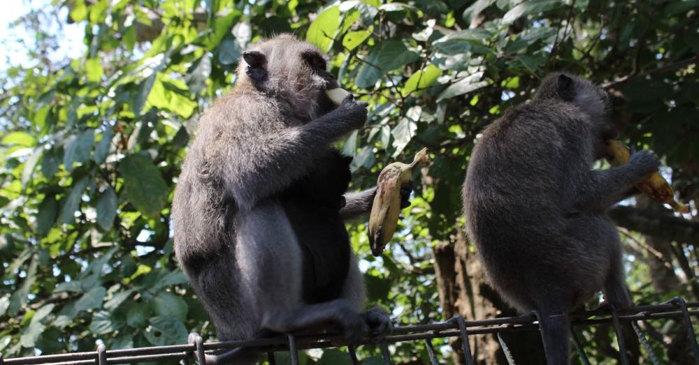 Monkeys eating bananas.