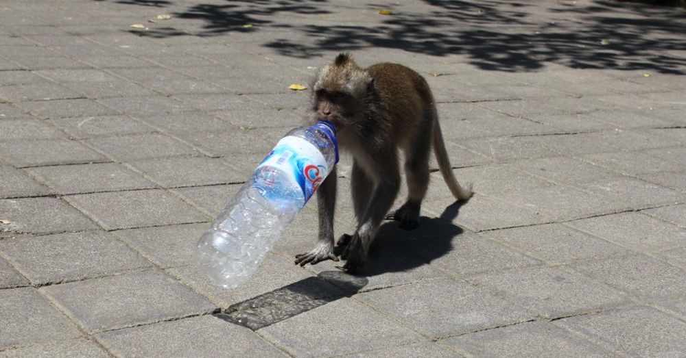 Monkey with a water bottle.