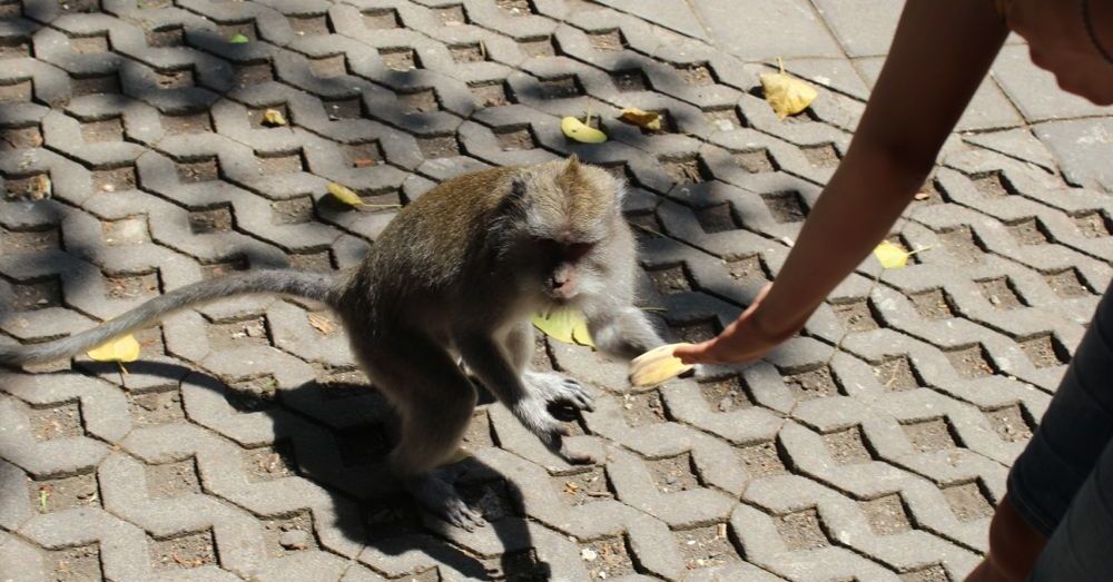 Feeding monkeys.