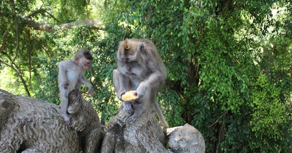 Monkey education.