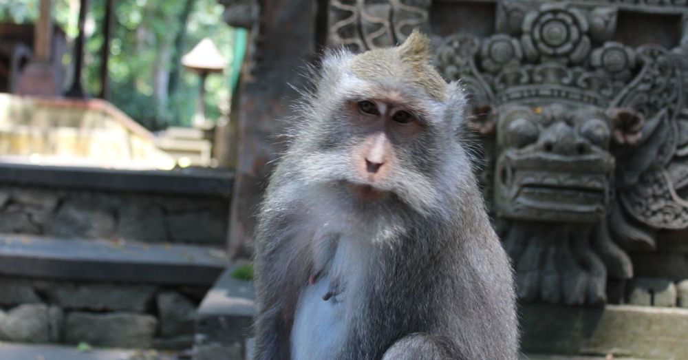 Monkey.