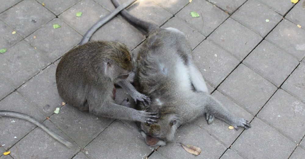 Monkey grooming
