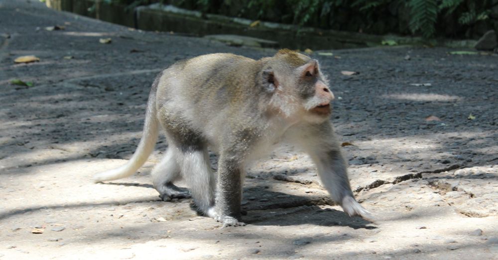 The fattest monkey in the forest.