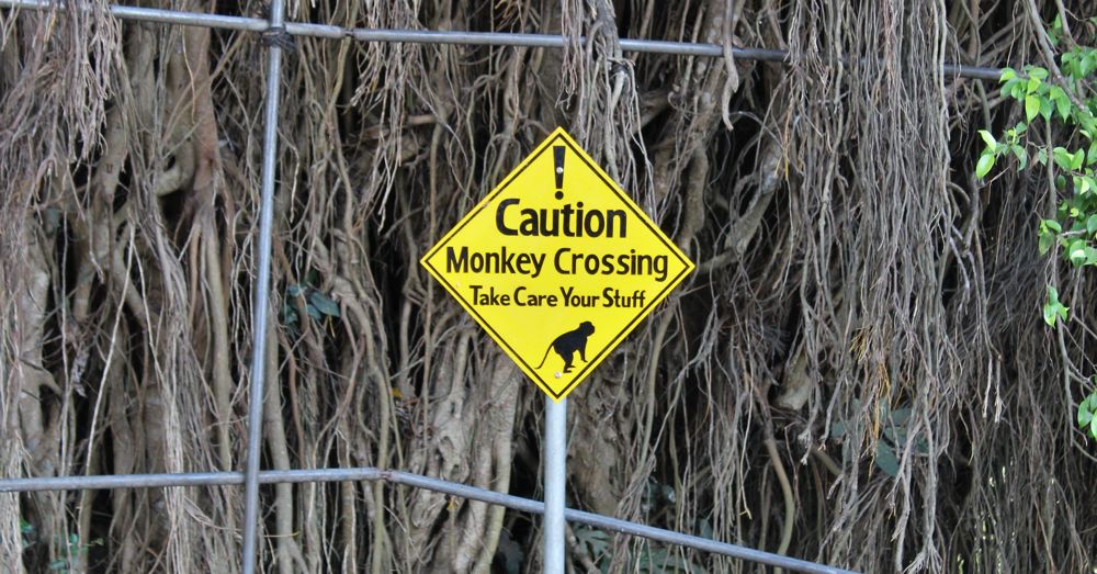 Monkey crossing