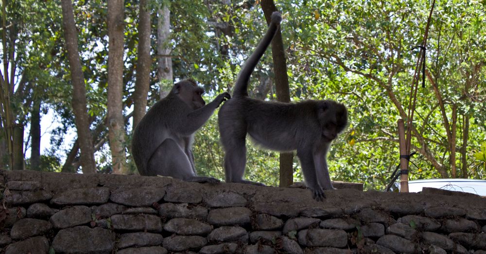 bali-136b.jpg