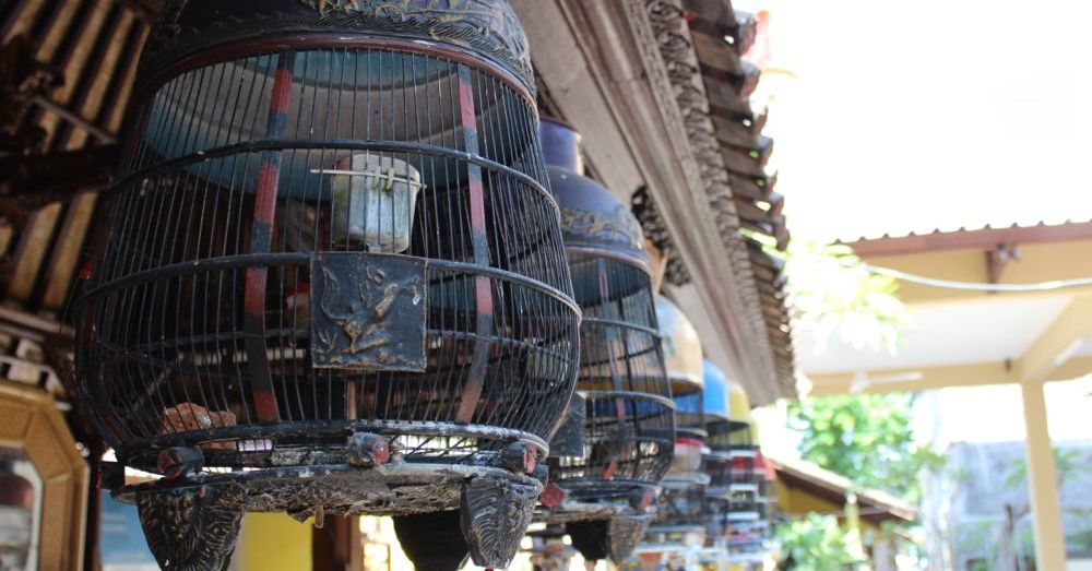 The caged bird does sing.
