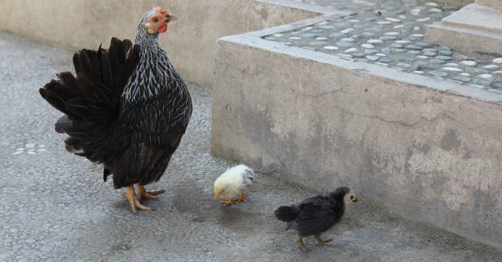 Chickens and chicks.