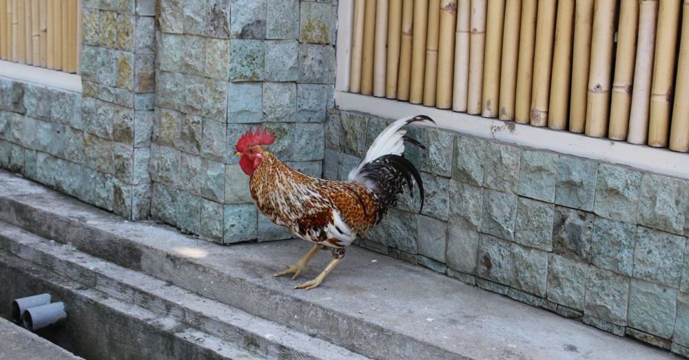 Rooster
