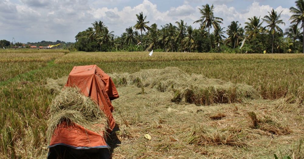 Rice fields in harvest