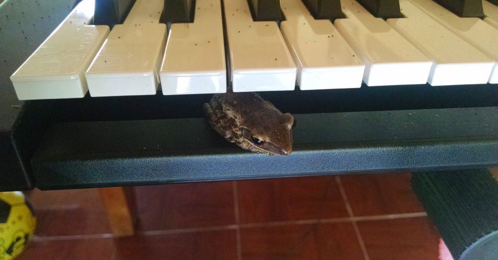 Frog in a piano