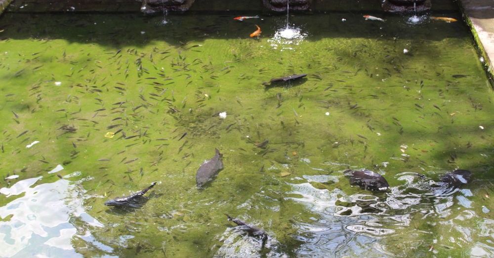 Fish in the baths.