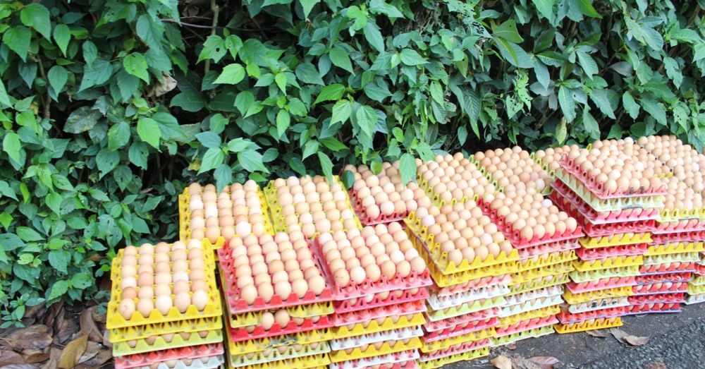 Eggs by the road