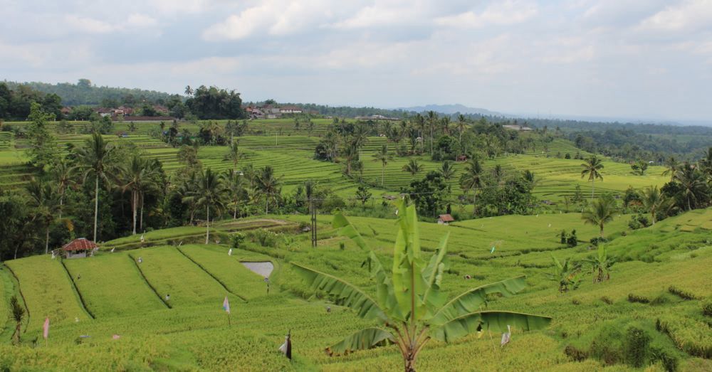 Jatiluwih Rice Fields
