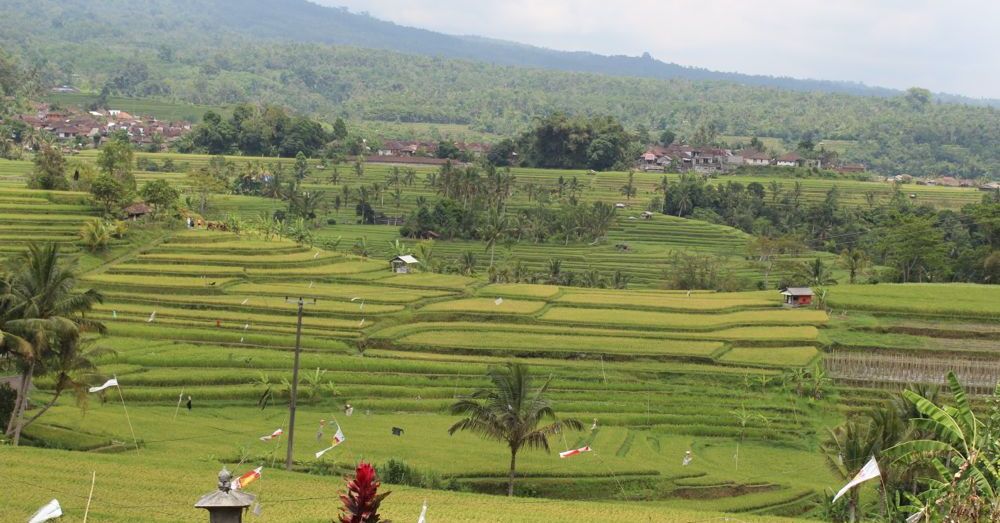 Jatiluwih Rice Fields