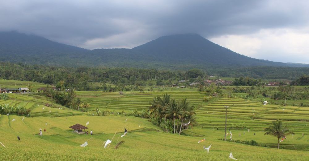 Jatiluwih Rice Fields