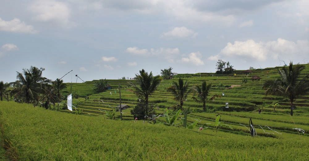 Jatiluwih Rice Fields