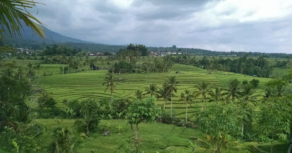 Jatiluwih Rice Fields