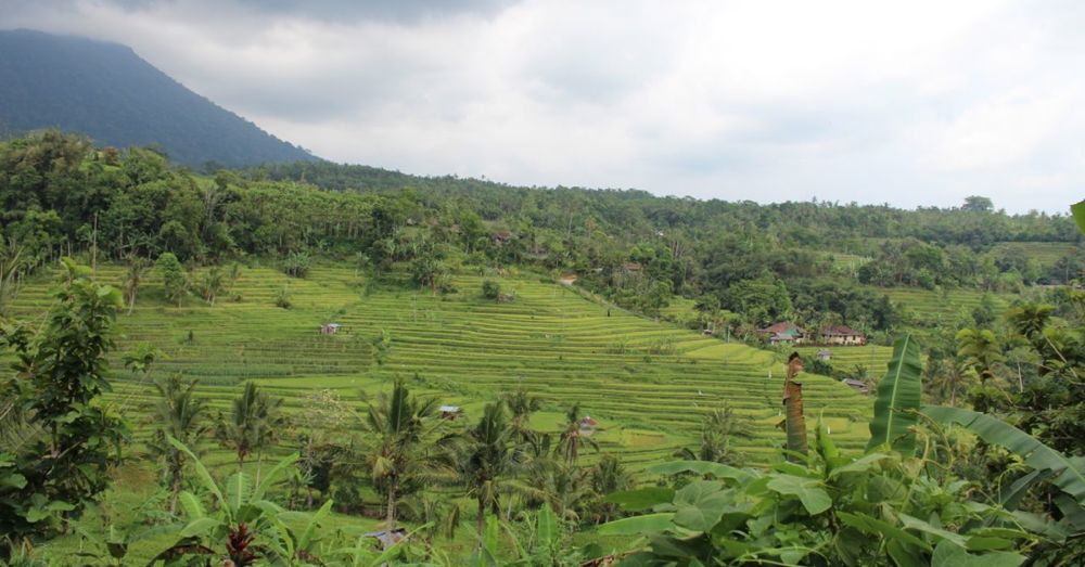 Jatiluwih Rice Fields