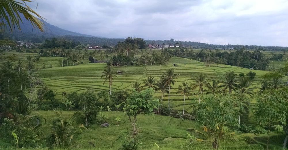 Jatiluwih Rice Fields
