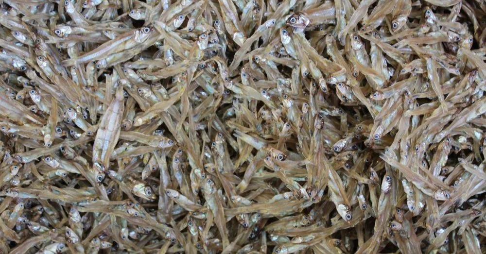 Lots of Little Fish
