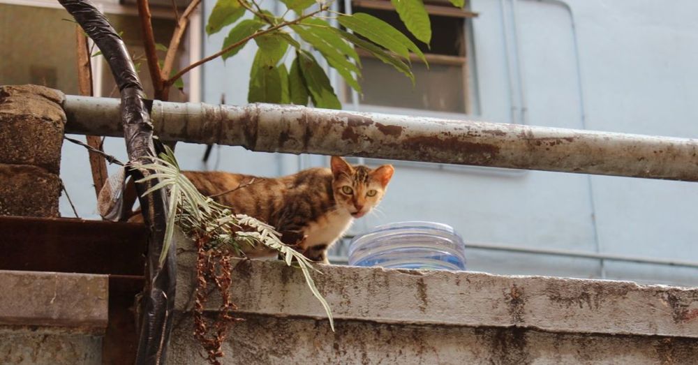 Hong Kong Cat