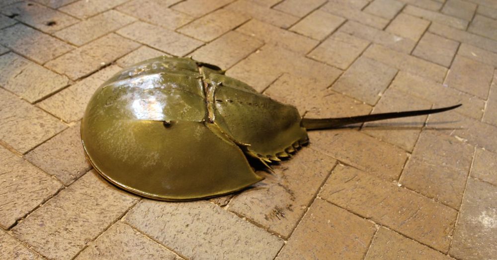 Horseshoe Crab