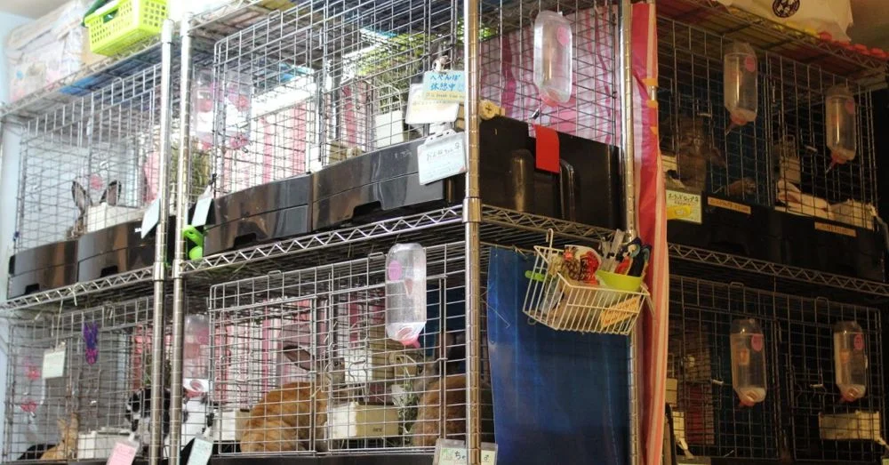 The cages at Ra.a.g.f