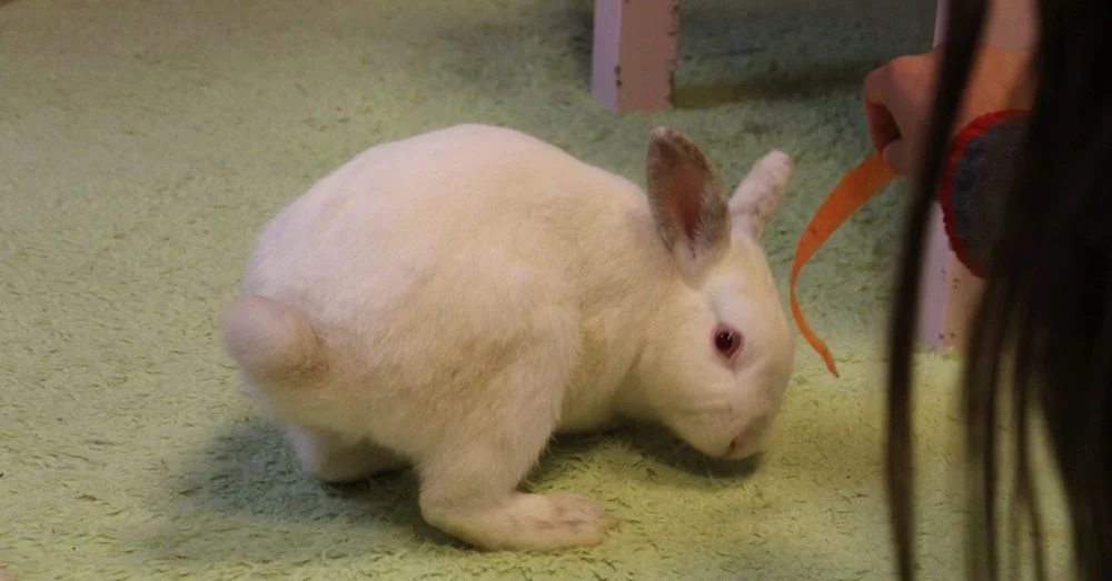 Rabbit No. 1