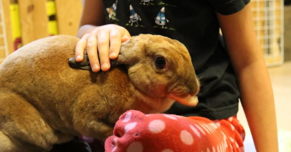 Rabbit No. 2